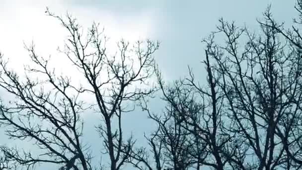 Erős Szél Mozgatja Faágakat Rossz Idő Természetben Széllökések Törik Faágakat — Stock videók