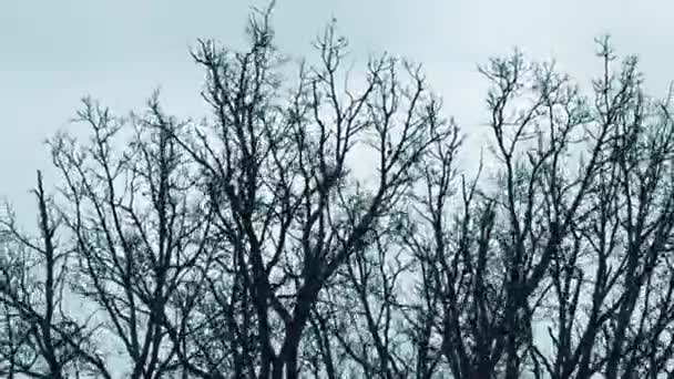 Сильный Ветер Двигает Ветви Деревьев Плохая Погода Природе Порывы Ветвей — стоковое видео
