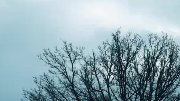 Fuerte Viento Mueve Las Ramas Los Árboles Mal Tiempo Naturaleza — Vídeos de Stock