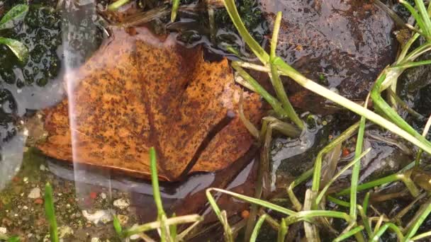Drops Water Fall Autumn Leaf Melting Snow Autumn Leaves — Video