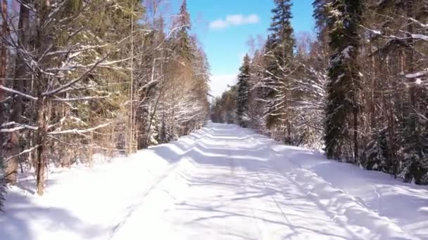 Вид Воздуха Беспилотник Летящий Над Лесной Дорогой Зимой Машина Едет — стоковое видео