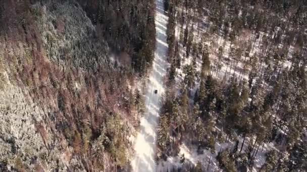 冬に森の道を飛んで無人機の空中ビュー 車は雪に覆われた道路を走行している — ストック動画