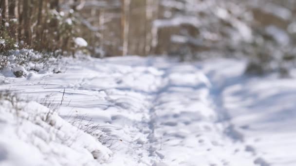 Camino Forestal Primavera Con Nieve — Vídeo de stock