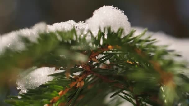 Ramas Abeto Cubiertas Nieve Nieve Las Ramas Invierno Profundo Bosque — Vídeo de stock