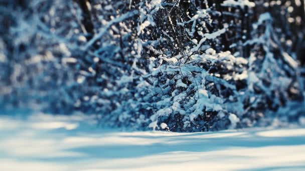 Śnieżne Gałązki Świerkowe Śnieg Gałęziach Głęboka Zima Lesie — Wideo stockowe