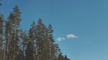 Ormanın kıyısında asfalt bir yolda araba sürüyorum.