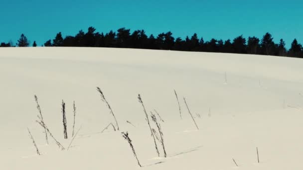 Большие Снежные Горы Краю Леса Синее Небо Над Снежными Горами — стоковое видео