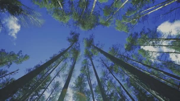 Widok Drzewa Dołu Góry Czas Upływa Wierzchołkami Drzew — Wideo stockowe