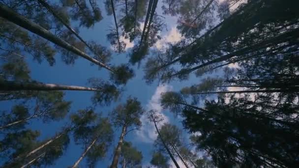 Vista Das Árvores Baixo Para Cima Lapso Tempo Com Tampos — Vídeo de Stock