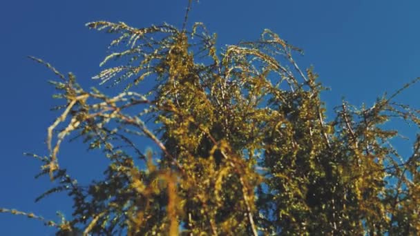 Gałęzie Juniper Poruszają Się Tle Błękitnego Nieba — Wideo stockowe