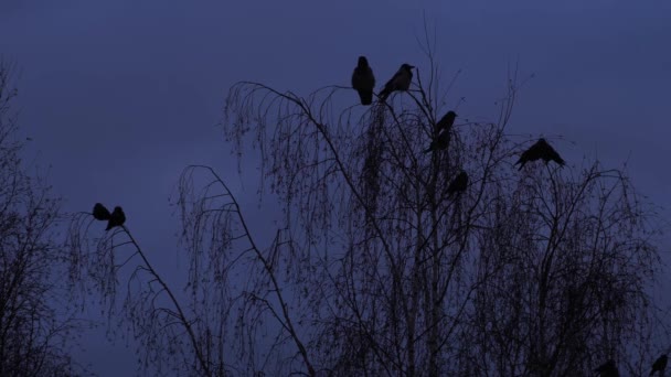 Kargalar Karanlıkta Ağaçların Tepesinde Otururlar Fırtınadan Önce Dallardaki Kargalar — Stok video