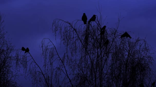 乌鸦在黑暗中坐在树梢上 暴风雨前树枝上的乌鸦 — 图库视频影像