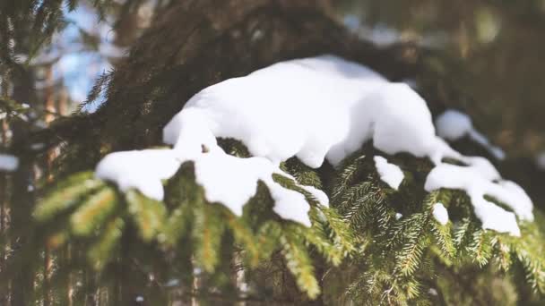 白雪覆盖的云杉树枝 树枝上的雪 森林里的隆冬 — 图库视频影像