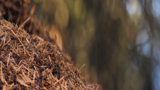 Ein Ameisenkollektiv Bildet Einen Ameisenhaufen Ein Ameisenhaufen Wald Frühling Wiedergeburt — Stockvideo