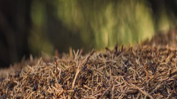 Een Mierencollectief Vormt Een Mierenhoop Een Mierenhoop Het Bos Lente — Stockvideo