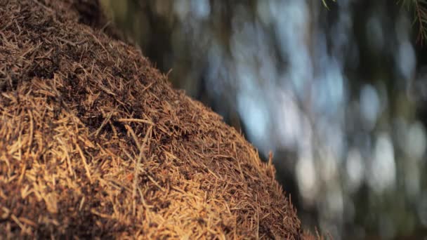 Ein Ameisenkollektiv Bildet Einen Ameisenhaufen Ein Ameisenhaufen Wald Frühling Wiedergeburt — Stockvideo