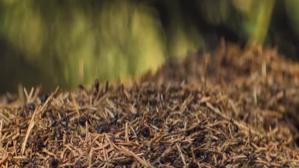 Kolektiv Mravenců Tvoří Mraveniště Mraveniště Lese Jarní Znovuzrození Červených Mravenců — Stock video