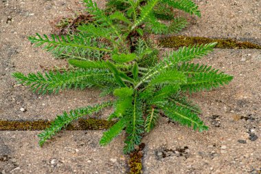 Parkta yabani otlar olan eski bir kaldırım. Yosun ve yabani otlar kaldırımda. Asfaltta sarı karahindibalar büyüdü. Asfaltta doğal bitkiler yetişir.