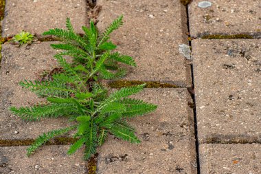 Parkta yabani otlar olan eski bir kaldırım. Yosun ve yabani otlar kaldırımda. Asfaltta sarı karahindibalar büyüdü. Asfaltta doğal bitkiler yetişir.