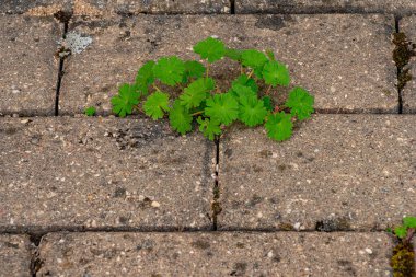 Parkta yabani otlar olan eski bir kaldırım. Yosun ve yabani otlar kaldırımda. Asfaltta sarı karahindibalar büyüdü. Asfaltta doğal bitkiler yetişir.