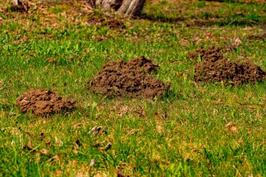 Köstebek yerden fırladı ve yere yığıldı.