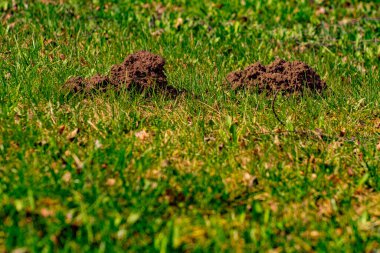 Köstebek yerden fırladı ve yere yığıldı.