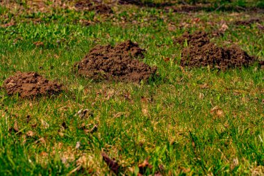 Köstebek yerden fırladı ve yere yığıldı.