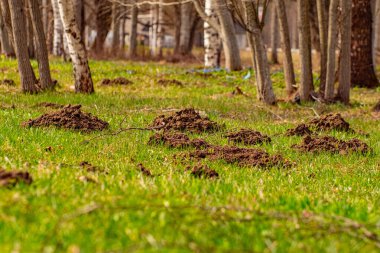 Köstebek yerden fırladı ve yere yığıldı.