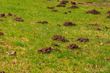Köstebek yerden fırladı ve yere yığıldı.