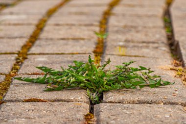 Parkta yabani otlar olan eski bir kaldırım. Yosun ve yabani otlar kaldırımda. Asfaltta sarı karahindibalar büyüdü. Asfaltta doğal bitkiler yetişir.