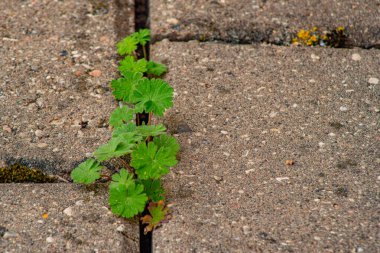 Parkta yabani otlar olan eski bir kaldırım. Yosun ve yabani otlar kaldırımda. Asfaltta sarı karahindibalar büyüdü. Asfaltta doğal bitkiler yetişir.