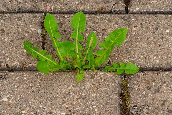 公園内の雑草のある古い舗装 歩道の苔と雑草 黄色のタンポポがアスファルトの中で成長しました 舗装の中で自然植物が育つ — ストック写真