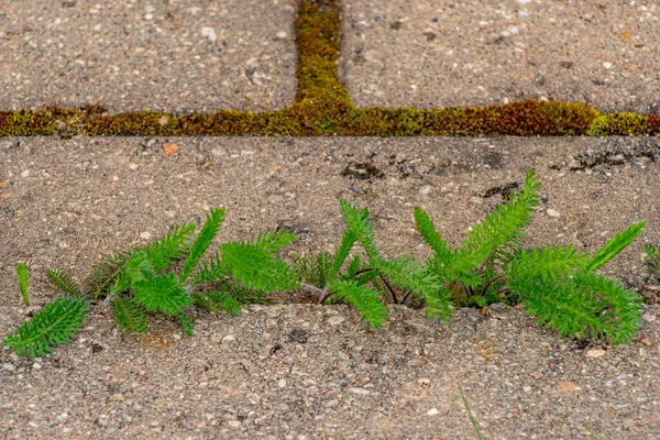 公园里有杂草的旧人行道 人行道上的苔藓和杂草 黄色的蒲公英长在沥青路面上 天然植物生长在人行道上 — 图库照片