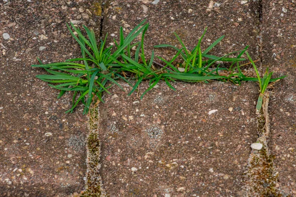 공원에 잡초가 포장도로 잔디와 황갈색 민들레는 아스팔트에서 자랐습니다 길가에서 자라는 — 스톡 사진