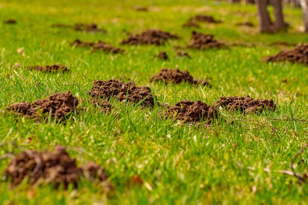 Köstebek yerden fırladı ve yere yığıldı.