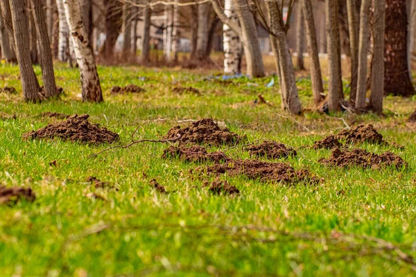 stock image The mole pushed off the ground and made piles of ground