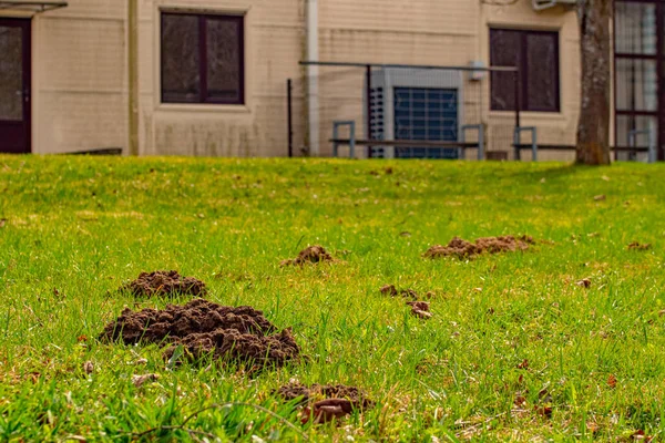 Köstebek yerden fırladı ve yere yığıldı.