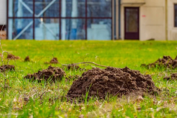 Köstebek yerden fırladı ve yere yığıldı.