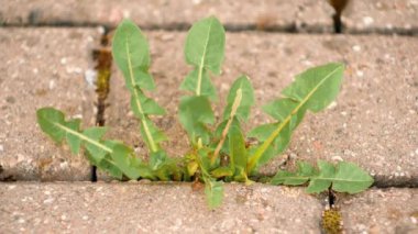 Parkta yabani otlar olan eski bir kaldırım. Yosun ve yabani otlar kaldırımda. Asfaltta sarı karahindibalar büyüdü. Asfaltta doğal bitkiler yetişir.