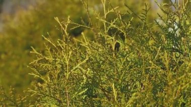 Köknar dalları rüzgârda hareket eder. Güneş ışığında yeşil dallar