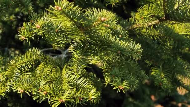 多年生冷杉枝条在风中飘扬 阳光下的绿枝 — 图库视频影像