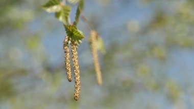Mavi gökyüzünde yaprakları olan huş dalları. Ağaç dalları rüzgarda hareket eder. Rüzgar bahar ağaçlarının yapraklarına eser..