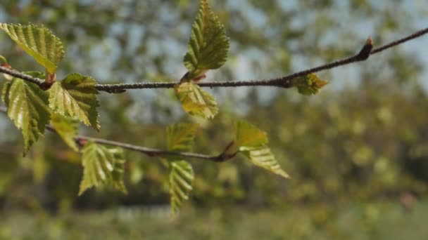 Nyírfaágak Levelekkel Kék Égen Nyírfaágak Mozognak Szélben Szél Fúj Tavaszi — Stock videók