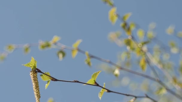Cabang Burung Dengan Daun Langit Biru Cabang Birch Bergerak Dalam — Stok Video