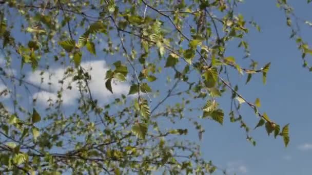 青い空に葉を持つ白樺の枝 白樺の枝が風に乗って動きます 春の木々の葉に風が吹く — ストック動画