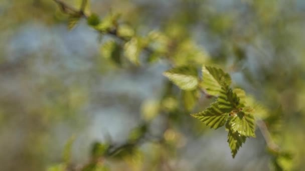 Nyírfaágak Levelekkel Kék Égen Nyírfaágak Mozognak Szélben Szél Fúj Tavaszi — Stock videók