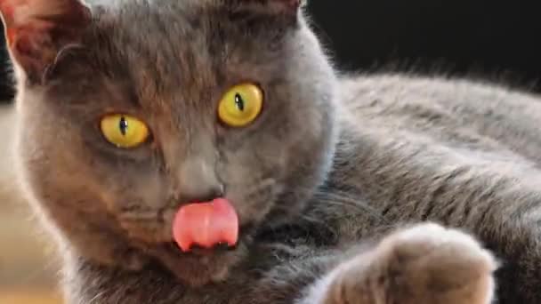Ρωσική Μπλε Γάτα Κοιτάζει Μέσο Όμορφα Μια Γάτα Όμορφα Κίτρινα — Αρχείο Βίντεο