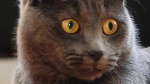 Rosyjski Niebieski Kot Pięknie Patrzy Medium Kot Pięknych Żółtych Oczach — Wideo stockowe