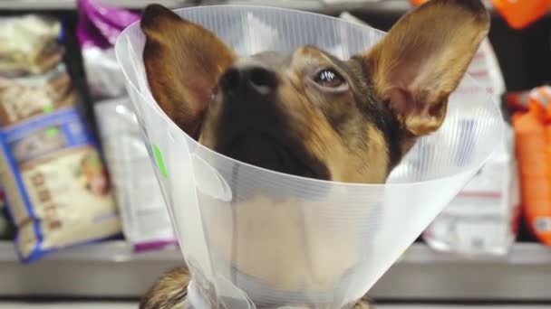 Pies Pooperacyjnym Kołnierzem Patrzy Swojego Właściciela Pies Siedzi Klinice Weterynaryjnej — Wideo stockowe