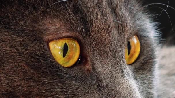 Gato Azul Russo Olha Para Meio Belamente Gato Com Belos — Vídeo de Stock